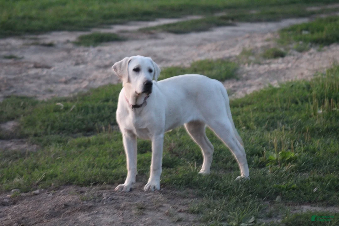 Labrador Retriever dogs for sale: Labrador Retriever Puppy 1 - Ad 11