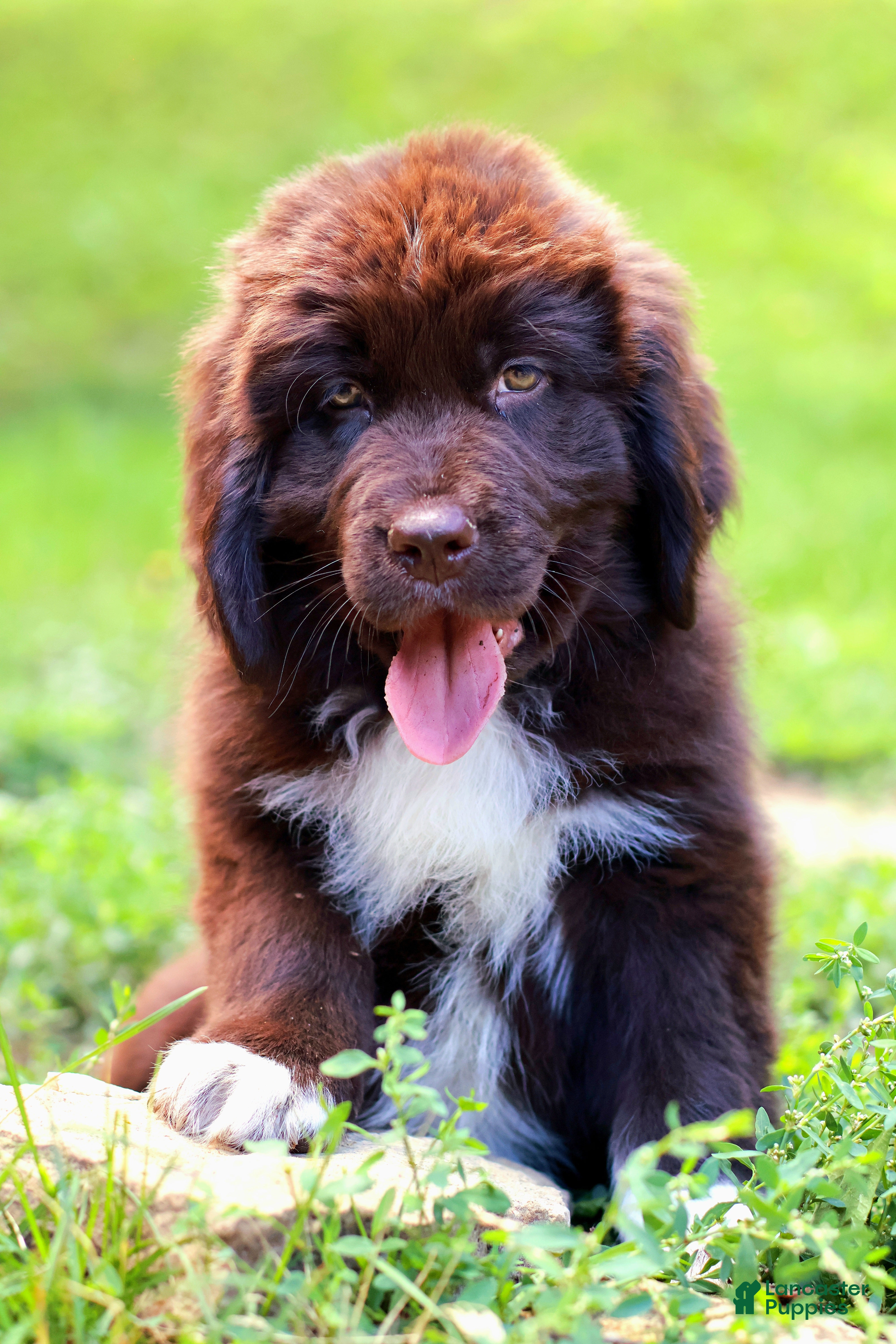 Newfoundland dogs Peach - Ad 1