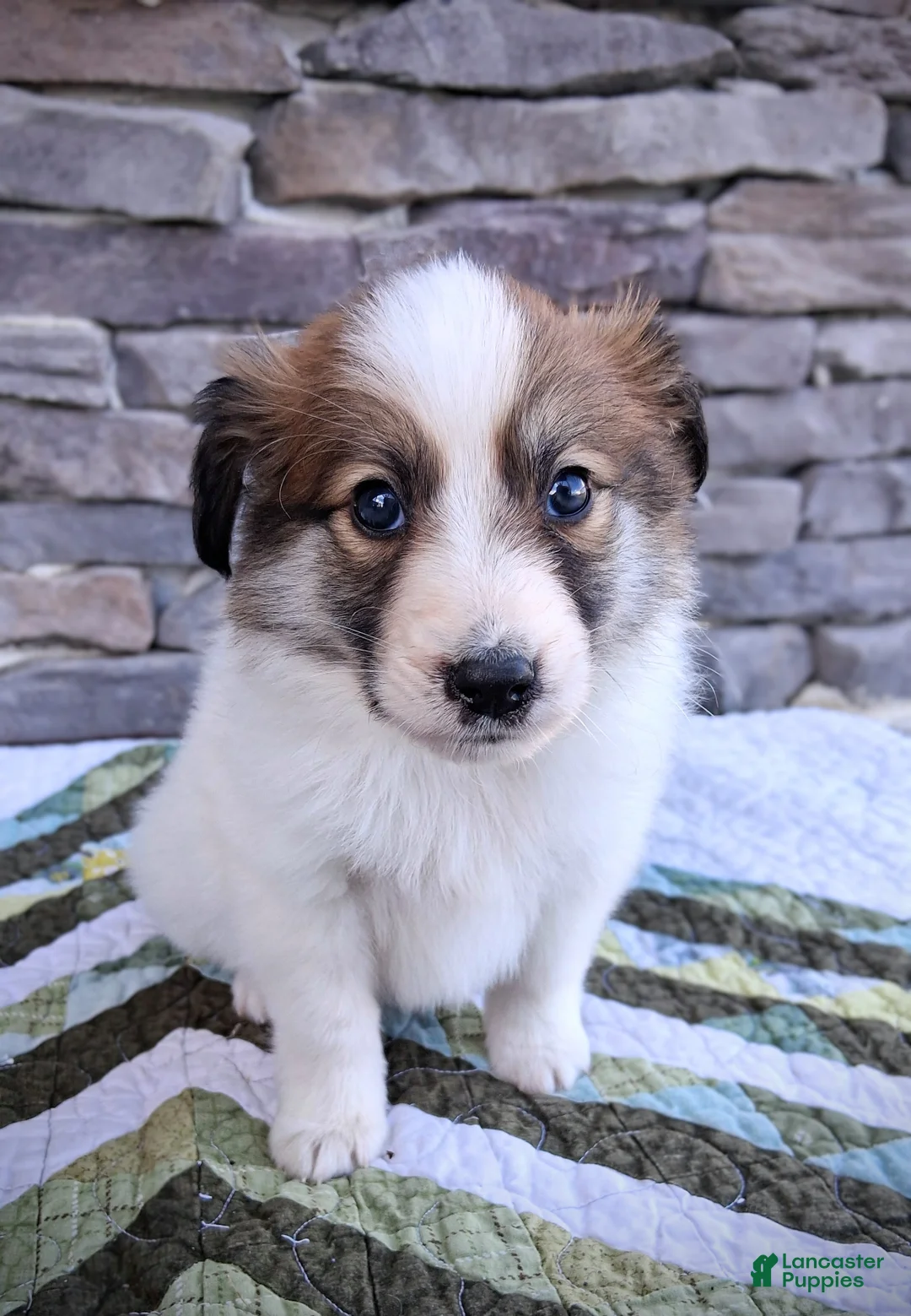 Scotch Collie dogs for sale: Lucky  - Ad 2