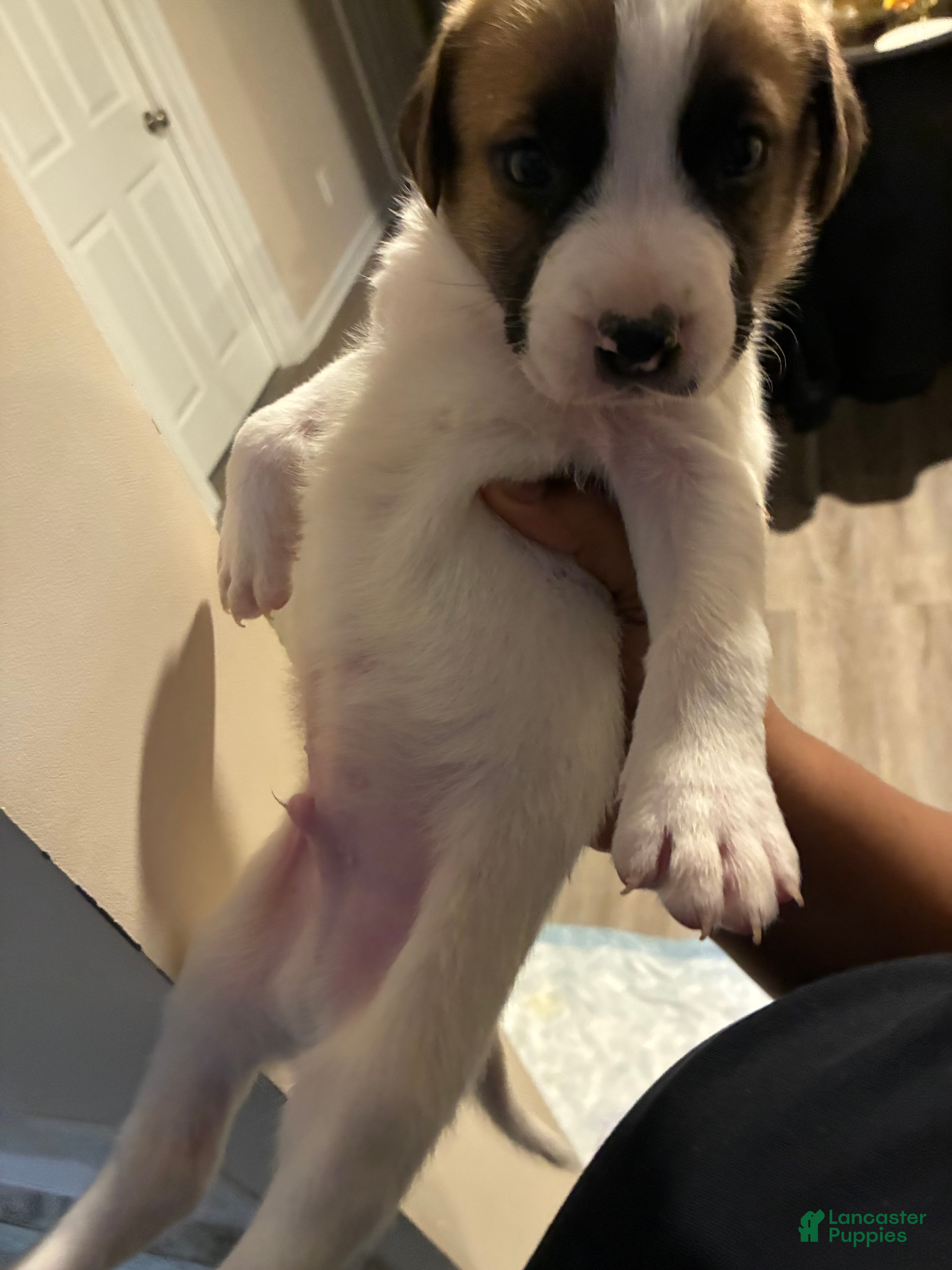 Mixed Breed dogs Mixed Breed Puppy 1 - Ad 33