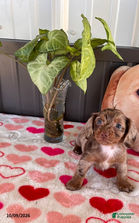 Miniature Dachshund dogs Trevor - Ad 1