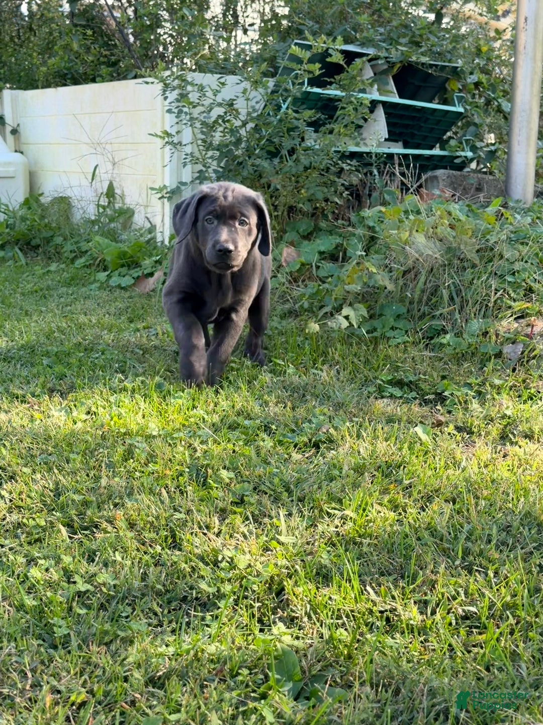 Labrador Retriever dogs for sale: Red - Ad 4