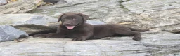 Labrador Retriever dogs for sale: Samantha Labrador Retriever  - Ad 9