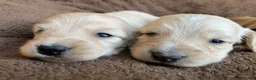 Miniature Dachshund dogs for sale: DAWWG POUND’S POCKET-SIZED QB - Ad 19