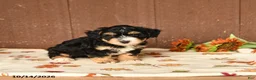 Mini Bernedoodle dogs for sale: Karl - Ad 4