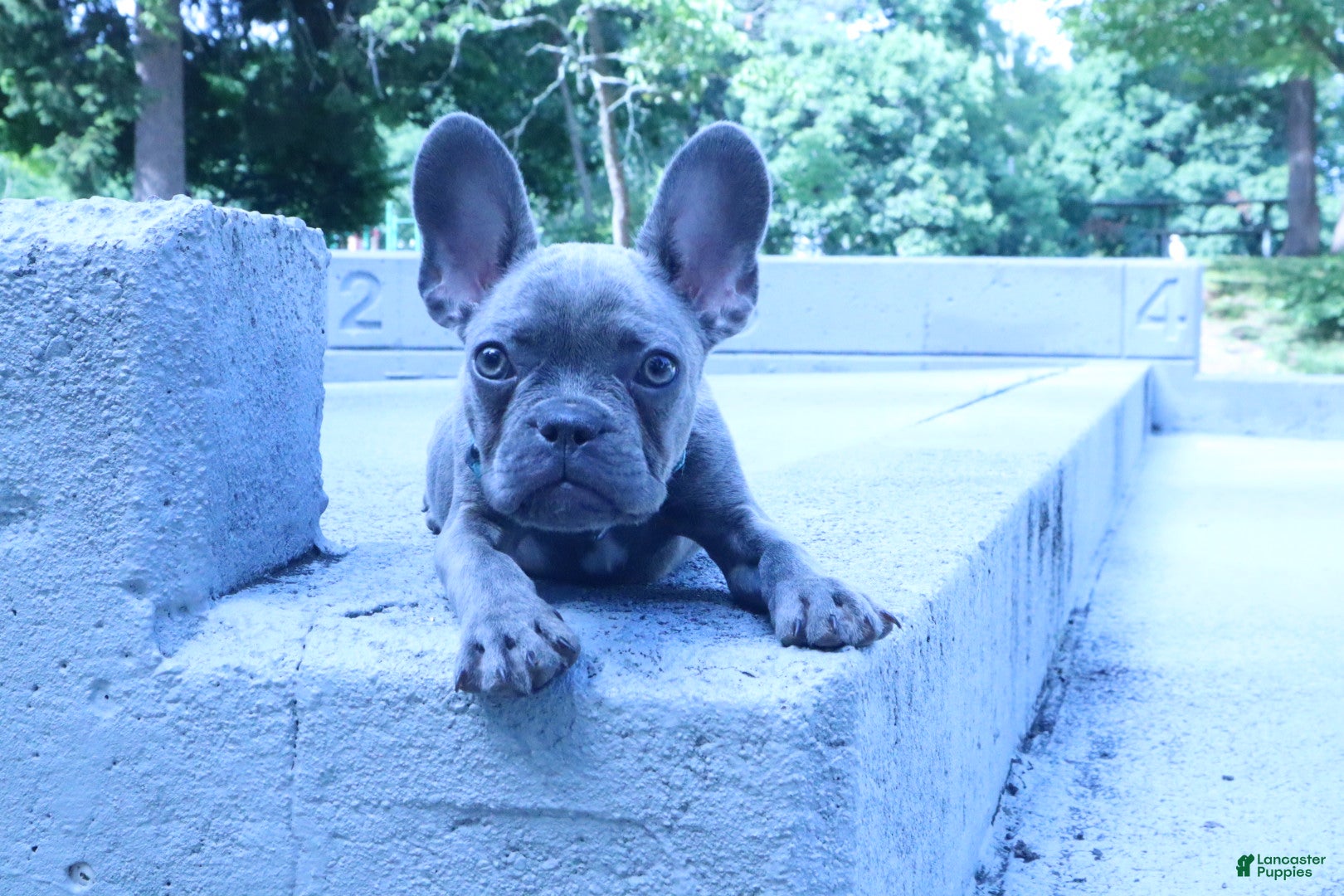 French Bulldog dogs Jacob - Ad 2