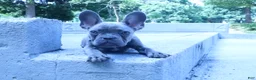 French Bulldog dogs for sale: Jacob - Ad 2