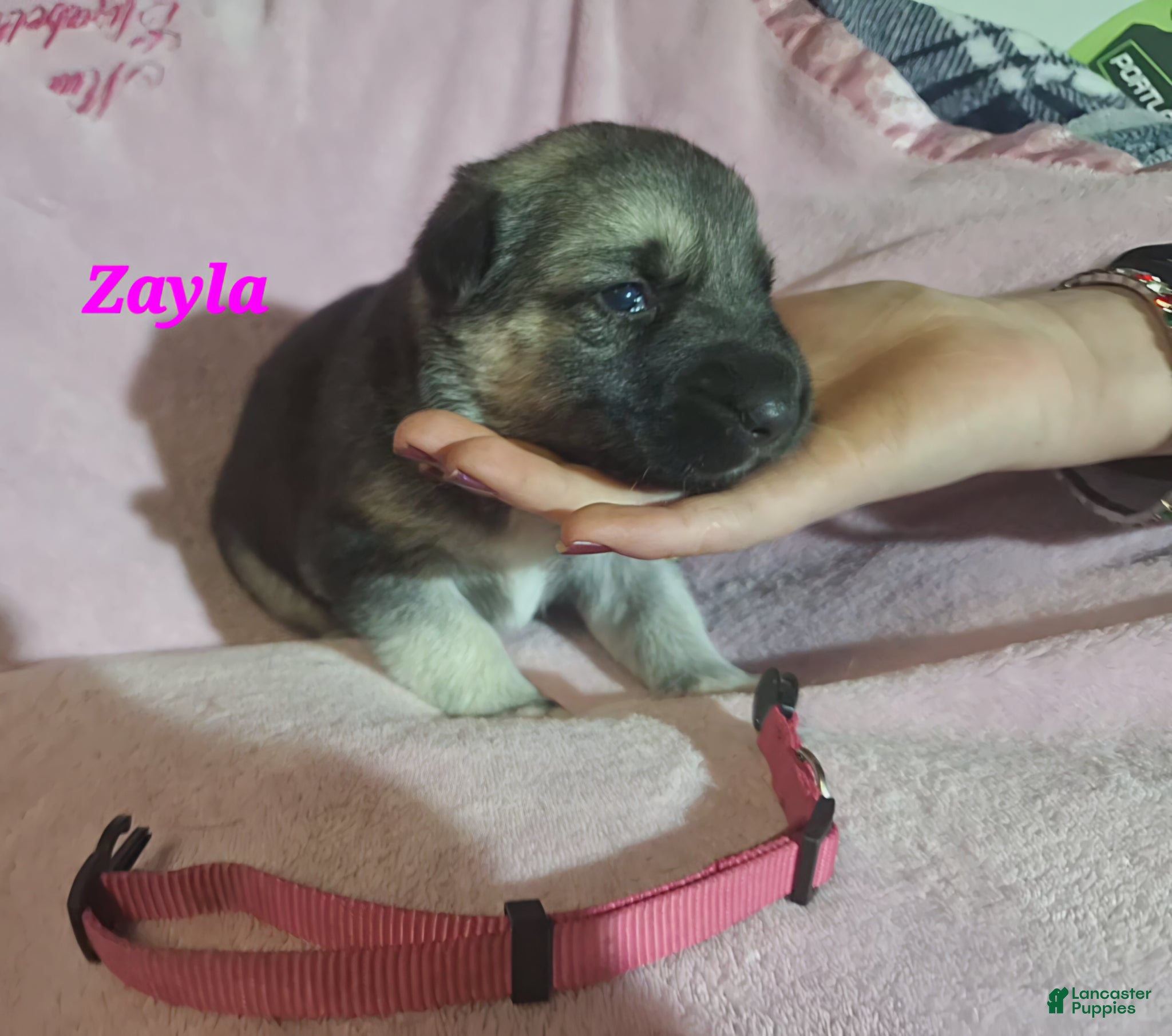German Shepherd dogs Zayla - Ad 2