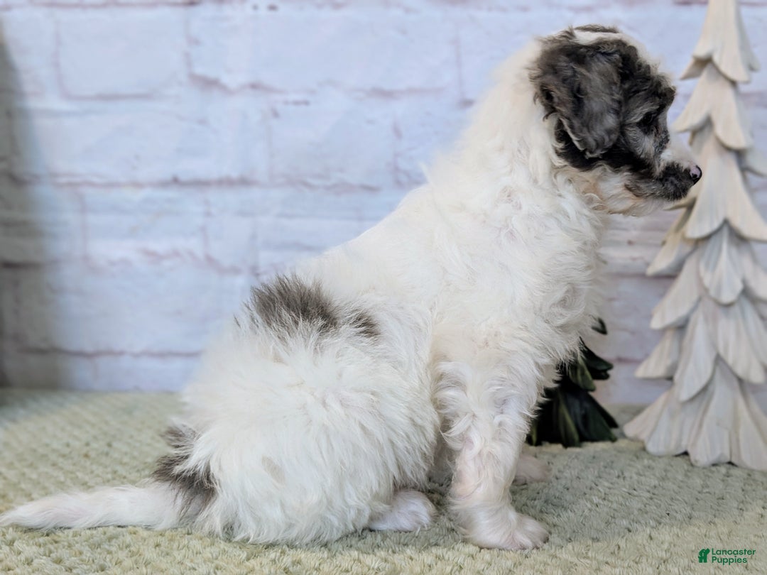 Mixed Breed dogs for sale: Elvis  - Ad 5