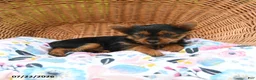 Yorkshire Terrier dogs for sale: Tucker - Ad 3