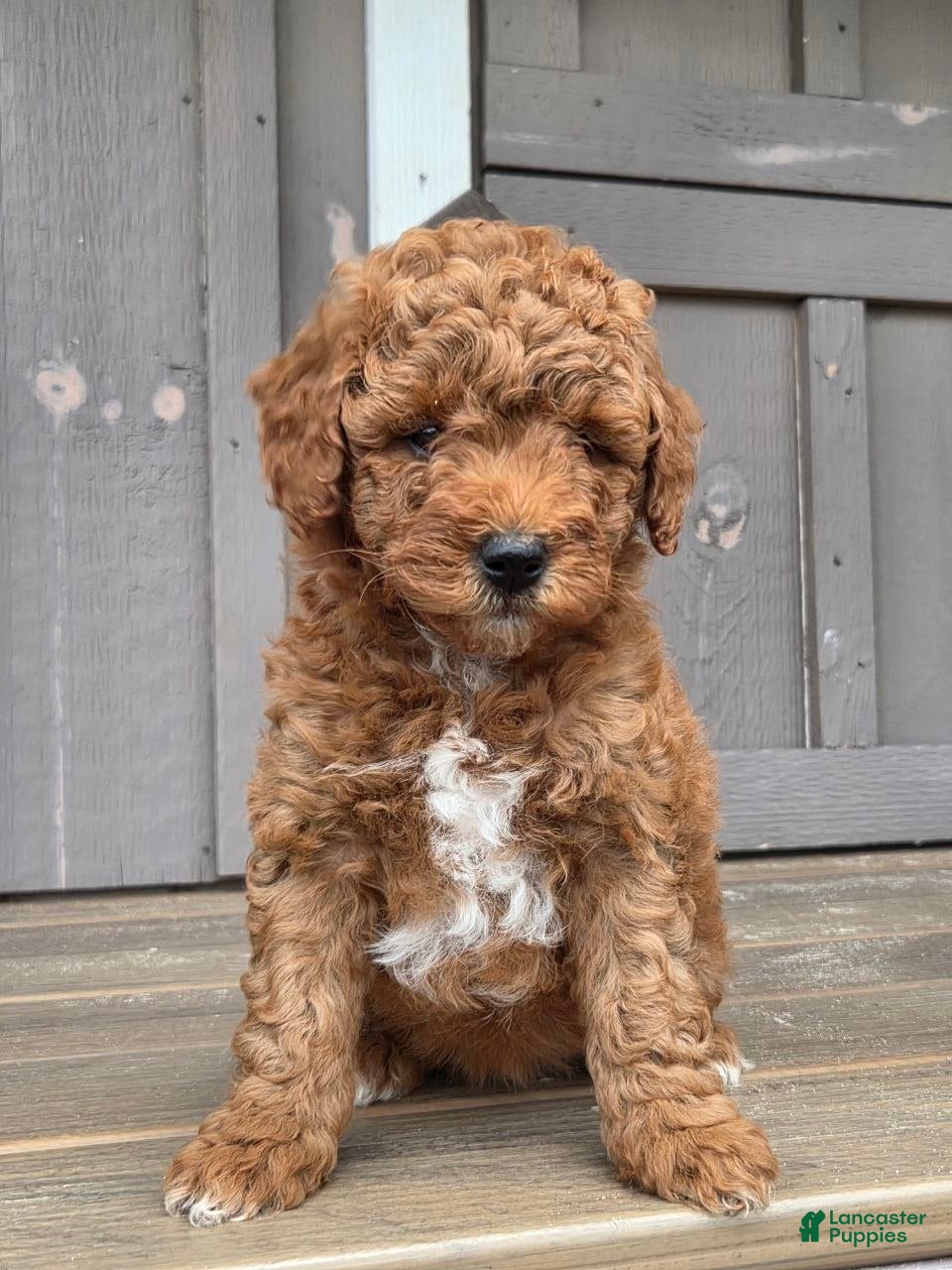 Mini Goldendoodle dogs Cuddles - Ad 1