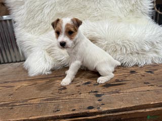 Jack Russell Terrier dogs Reddit Puppy 3 - Ad 2
