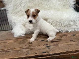 Jack Russell Terrier dogs Reddit Puppy 3 - Ad 26