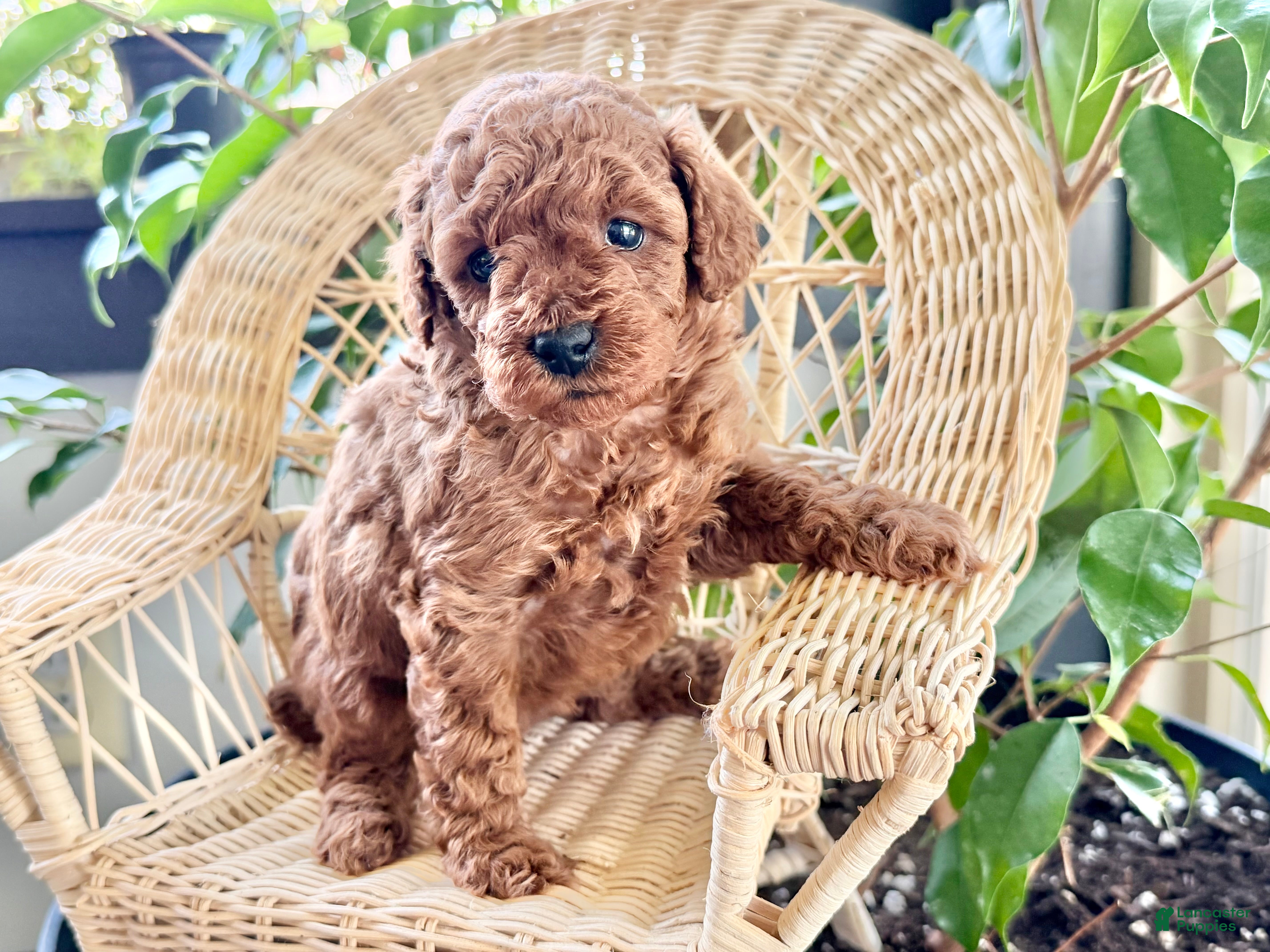 Toy Poodle dogs Rain - Ad 1