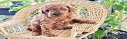 Toy Poodle dogs for sale: Rain - Ad 1