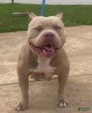 American Bully dogs for sale: American Bully Puppy 1 - Ad 5