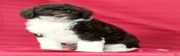 Portuguese Water Dog dogs for sale: Romeo - Ad 3