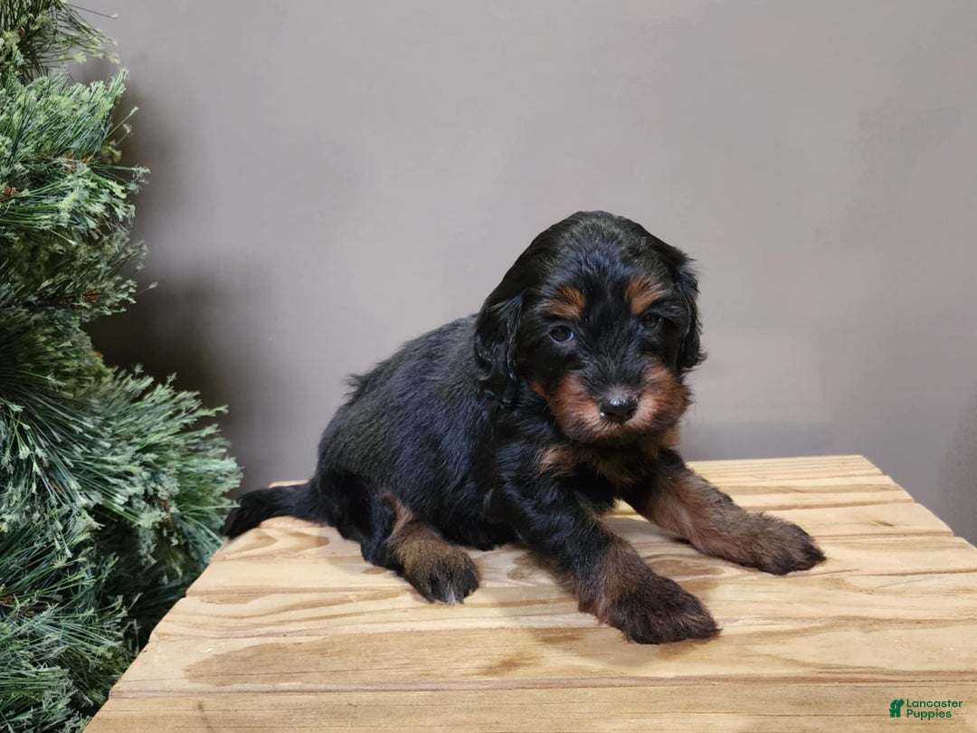 Mini Bernedoodle dogs for sale: Donner - Ad 11