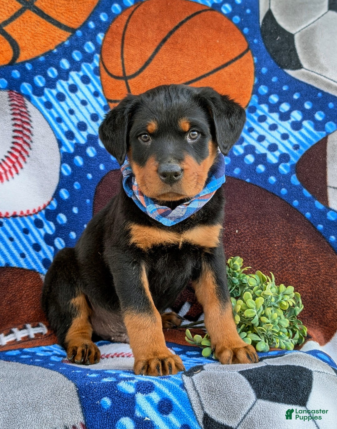 Rottweiler dogs for sale: Bryant - Ad 4