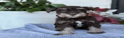 Miniature Schnauzer dogs for sale: Logan - Ad 4