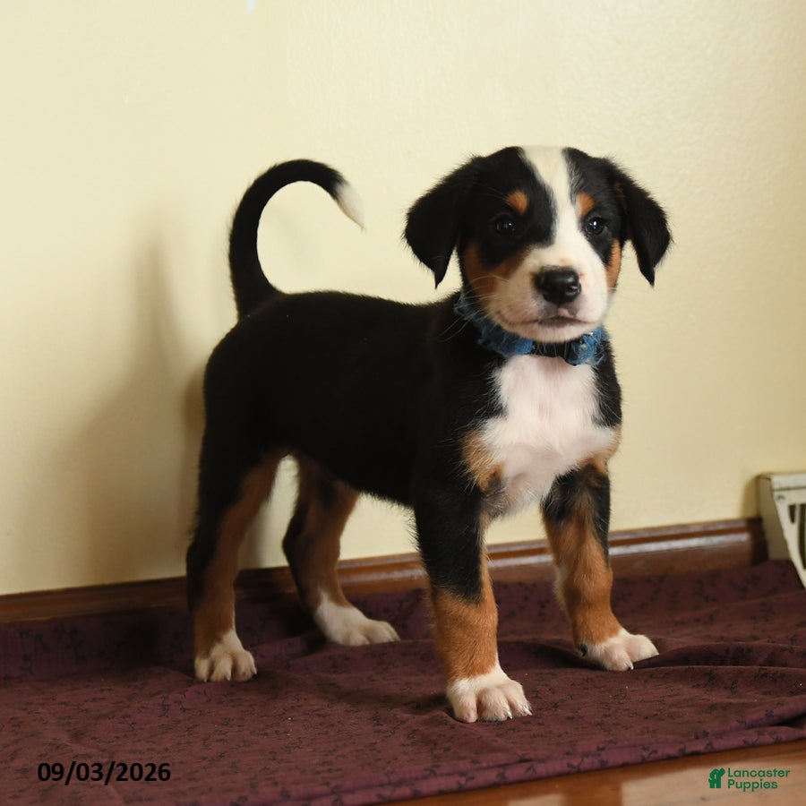 Greater Swiss Mountain Dog dogs Andreas - Ad 2