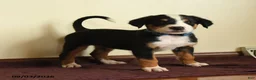 Greater Swiss Mountain Dog dogs for sale: Andreas - Ad 2