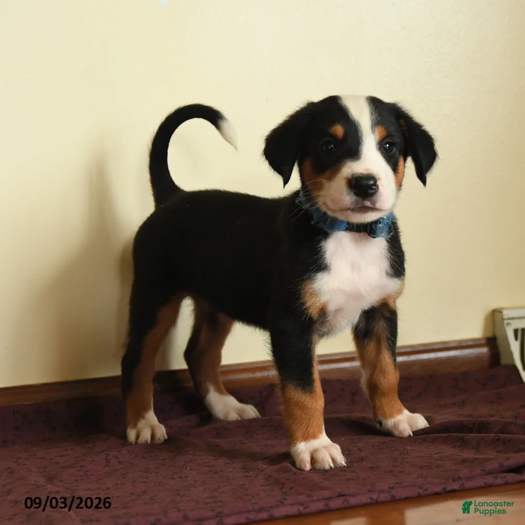 Greater Swiss Mountain Dog dogs for sale: Andreas - Ad 2