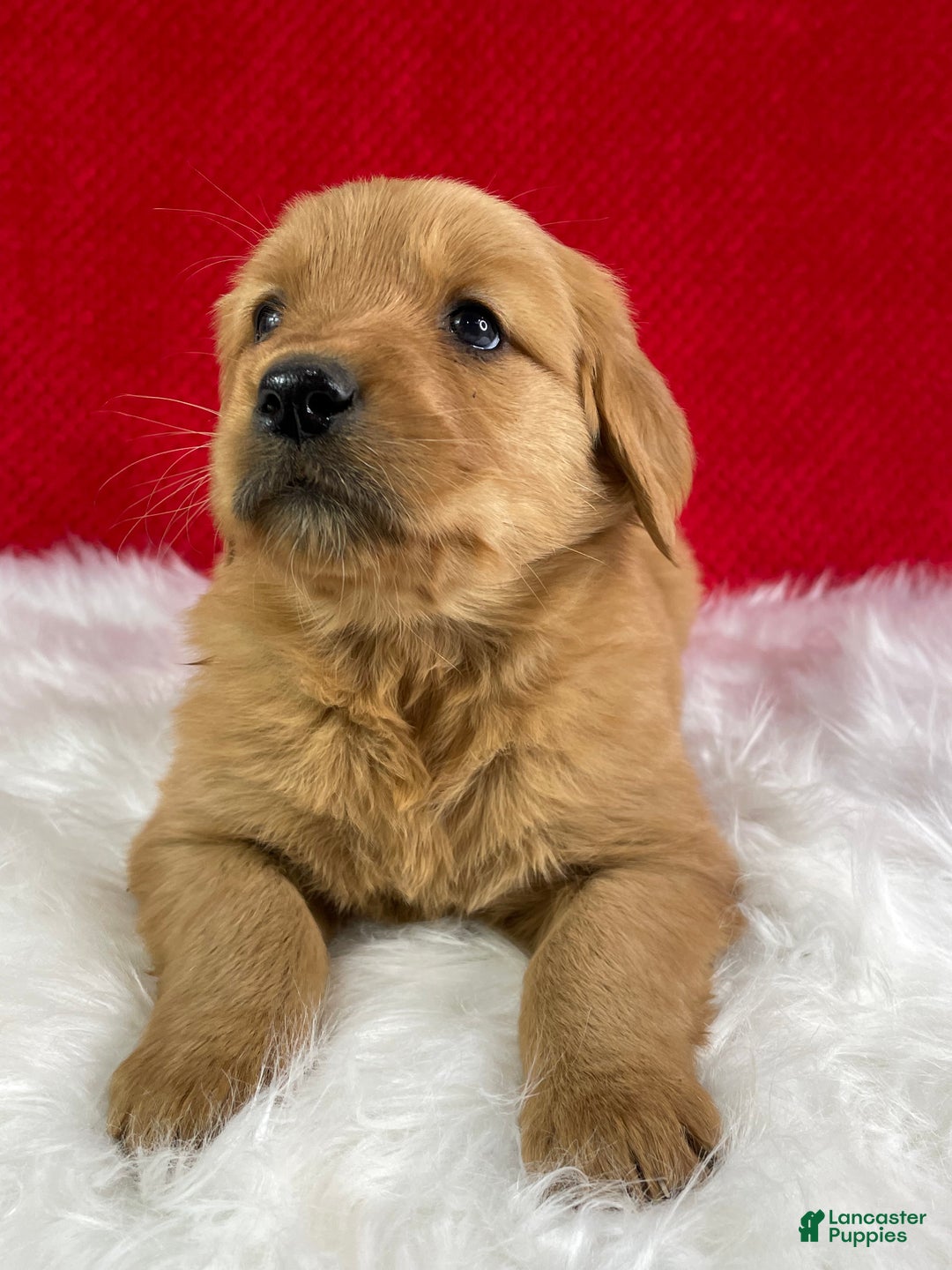 Golden Retriever dogs for sale: Scarlett - Ad 2