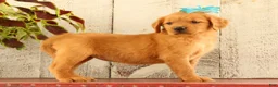 Golden Retriever dogs for sale: Nova - Ad 4