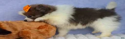 Pomeranian dogs for sale: Easton🐾 - Ad 6