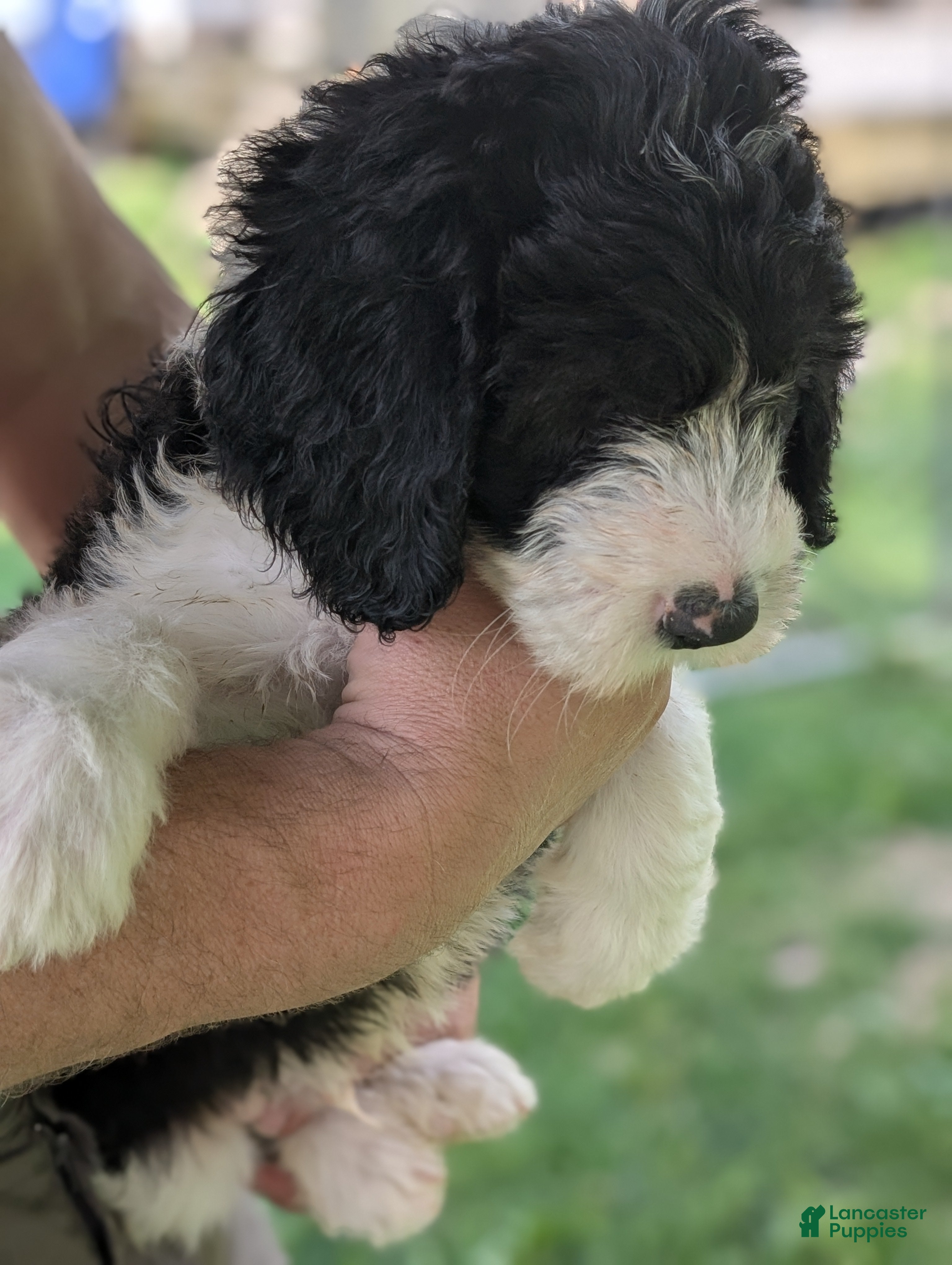 Sheepadoodle dogs Sheepadoodle Puppy 2 - Ad 1