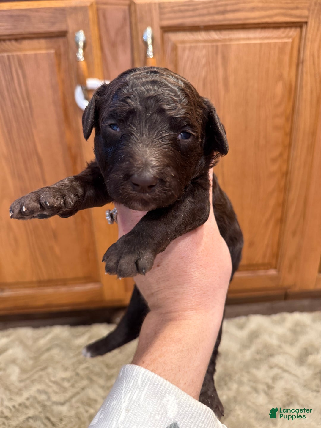 Goldendoodle dogs for sale: Marky - Ad 3