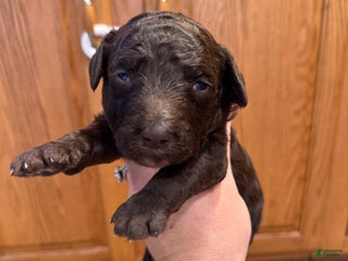 Goldendoodle dogs - Ad 21