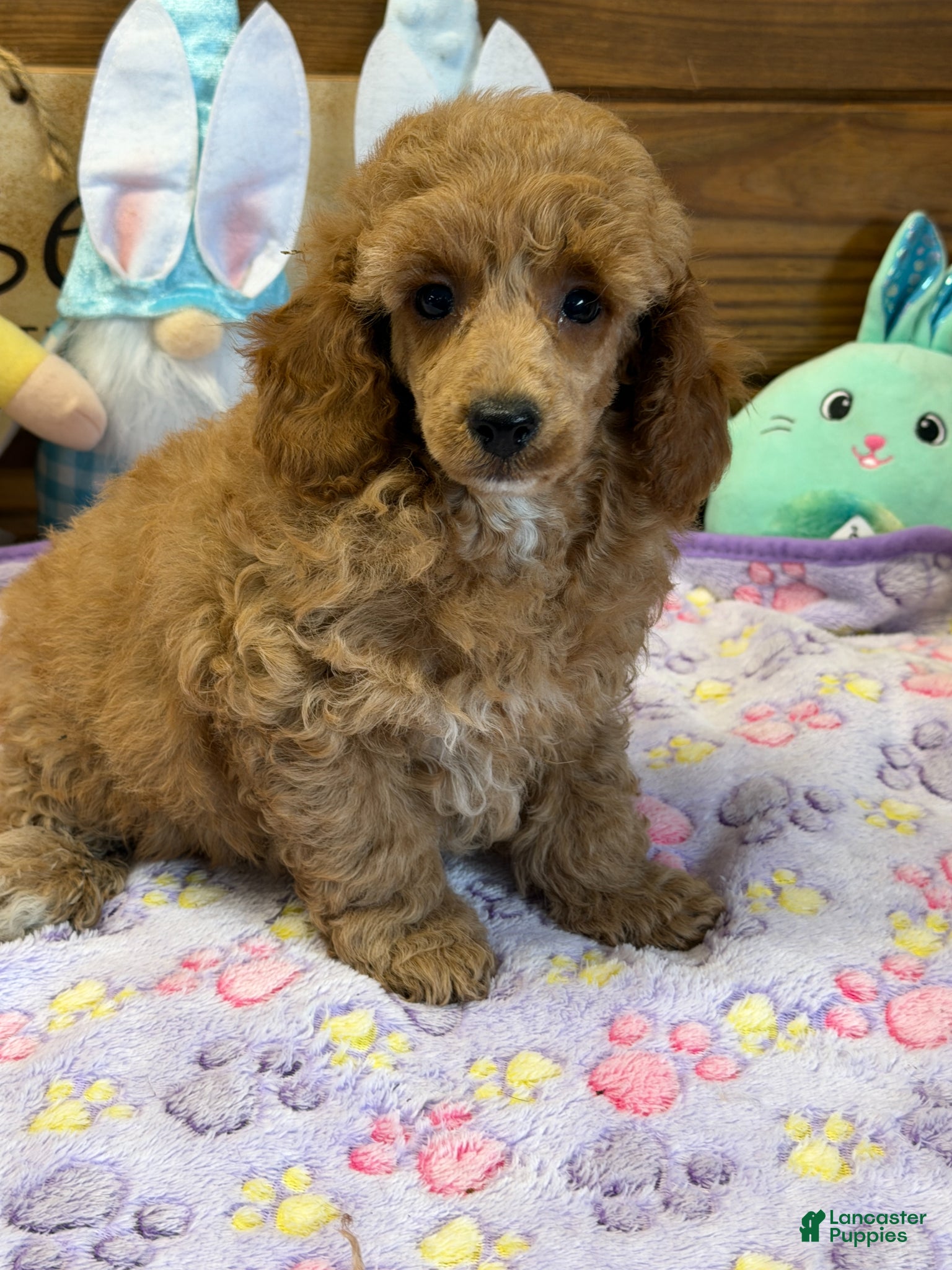 Toy Poodle dogs Finn - Ad 30