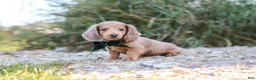 Dachshund dogs for sale: Alex - Ad 5
