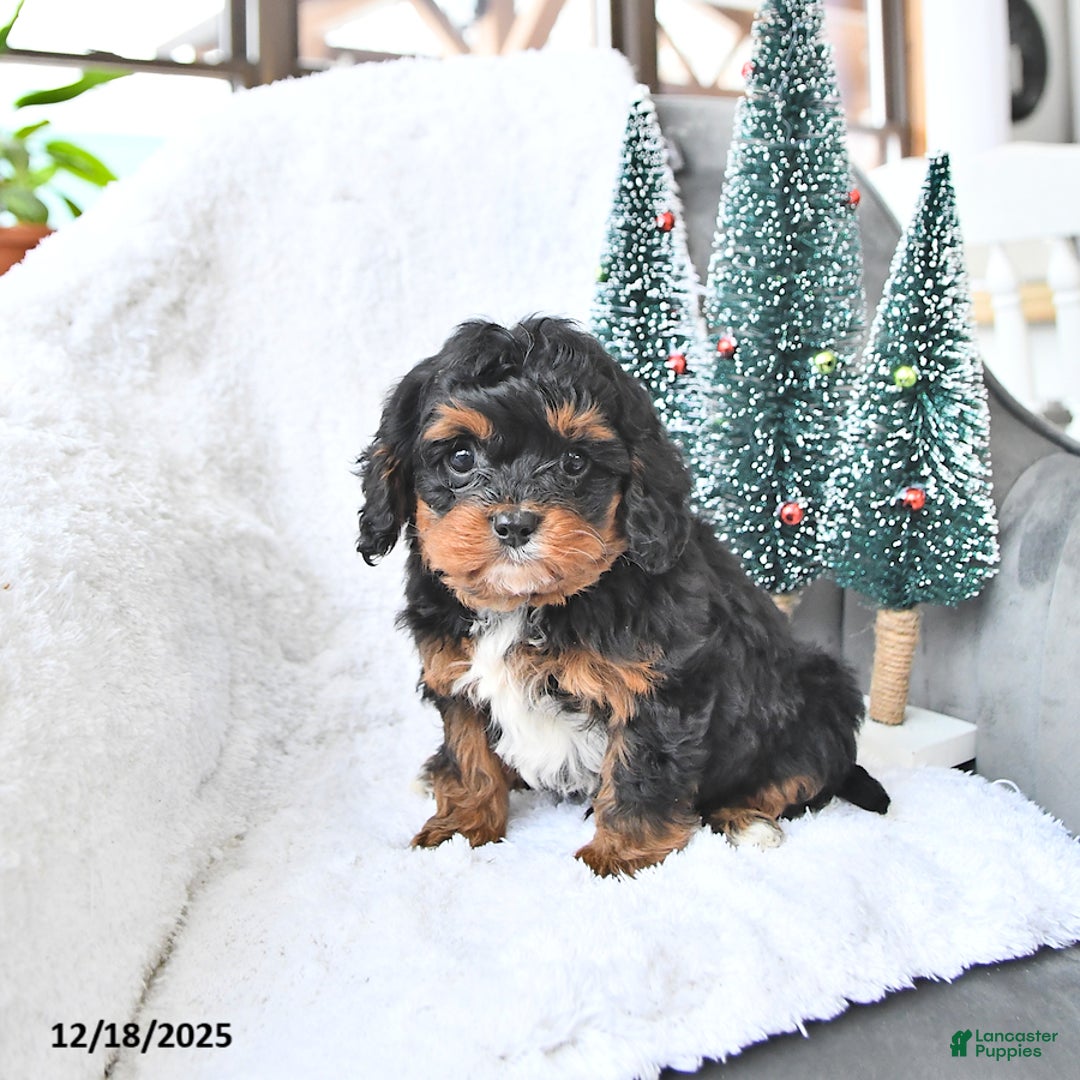 Cavapoo dogs for sale: Comet - Ad 5