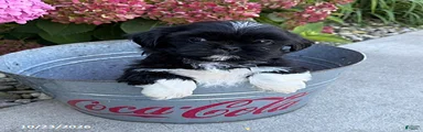 Koda