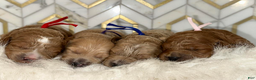 Goldendoodle dogs for sale: Blue boy - Ad 4