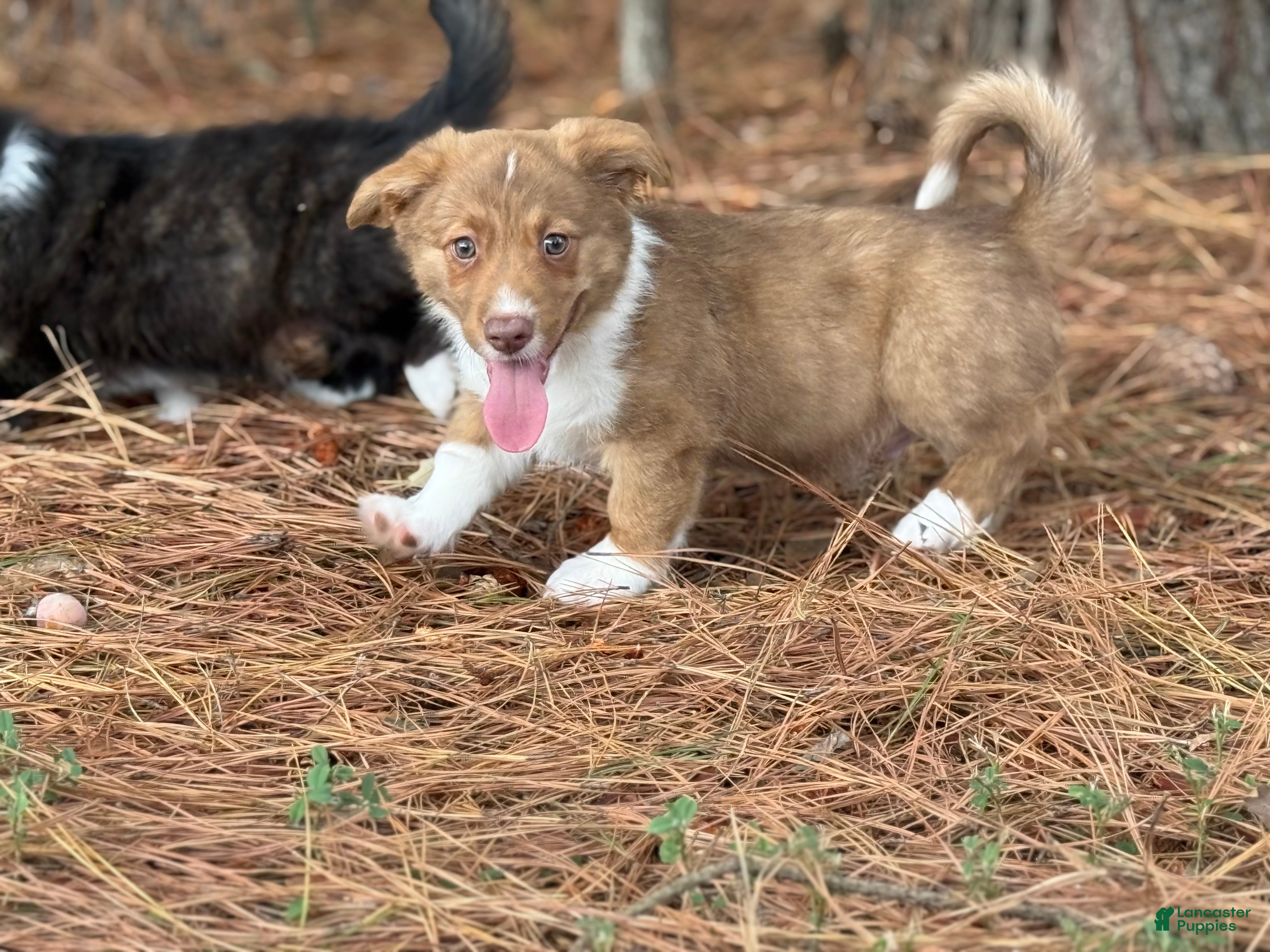 Mixed Breed dogs Orange collar boy - Ad 37