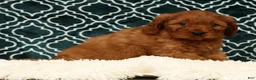 Cavapoo dogs for sale: Barney - Ad 3