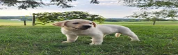 Labrador Retriever dogs for sale: Jess - Ad 4