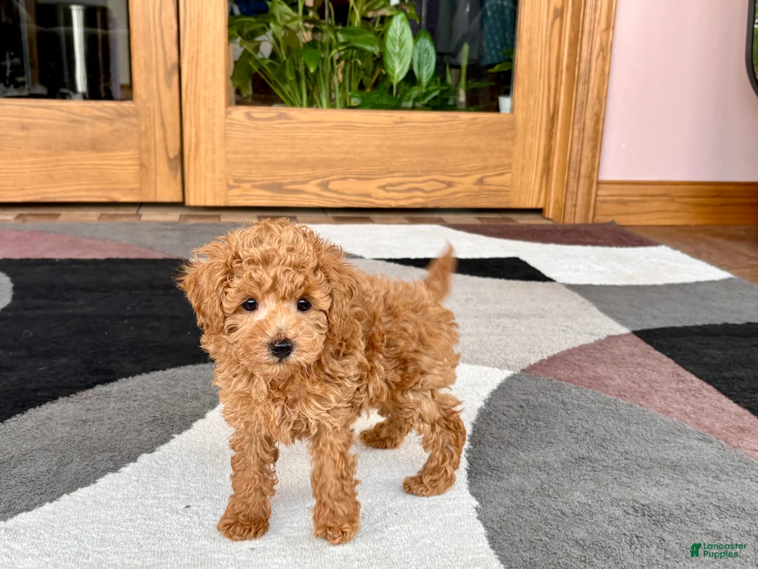 Maltipoo dogs for sale: Kyle - Ad 1