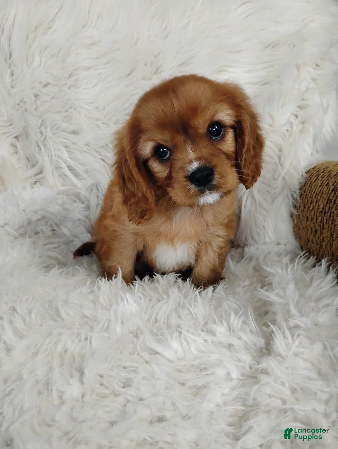 Cavalier King Charles Spaniel dogs for sale: Duke  - Ad 1