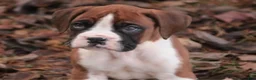 Boxer dogs for sale: Asher - Ad 4