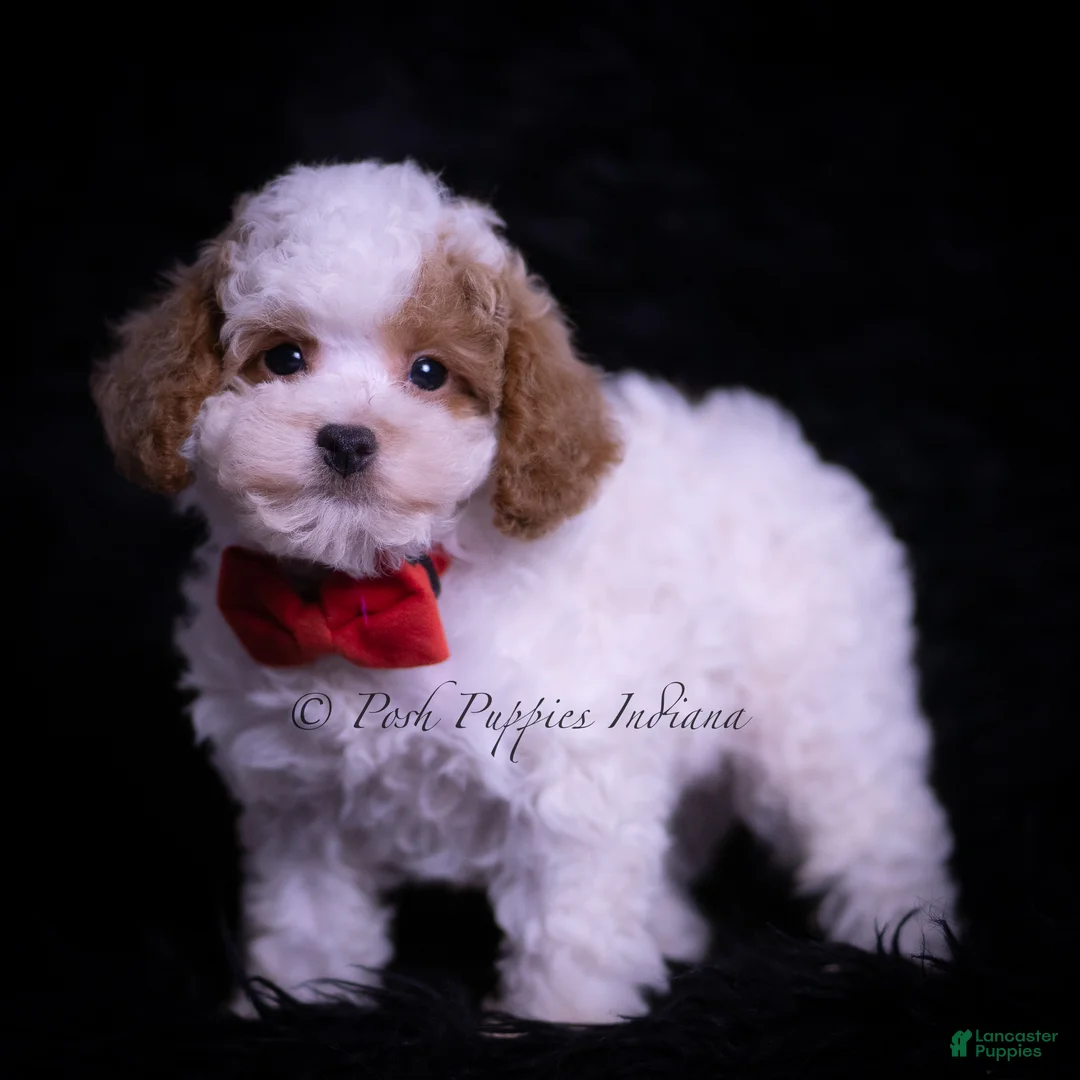 Maltipoo dogs for sale: Gio F1B - Ad 2