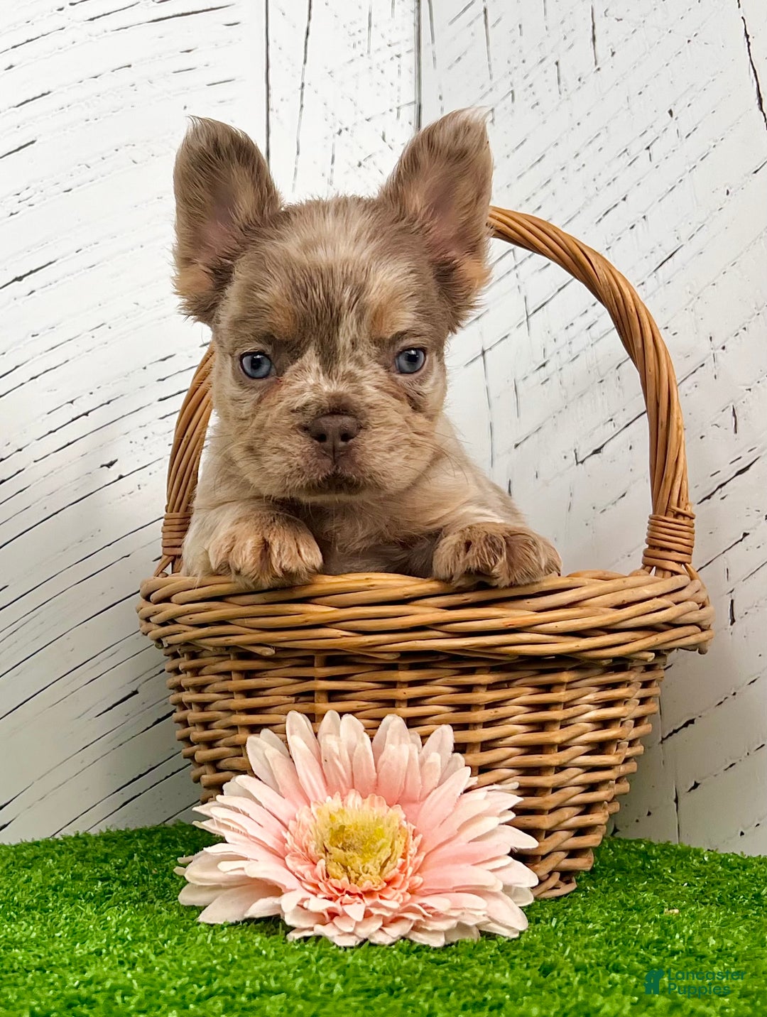 French Bulldog dogs for sale: Melody - Ad 2