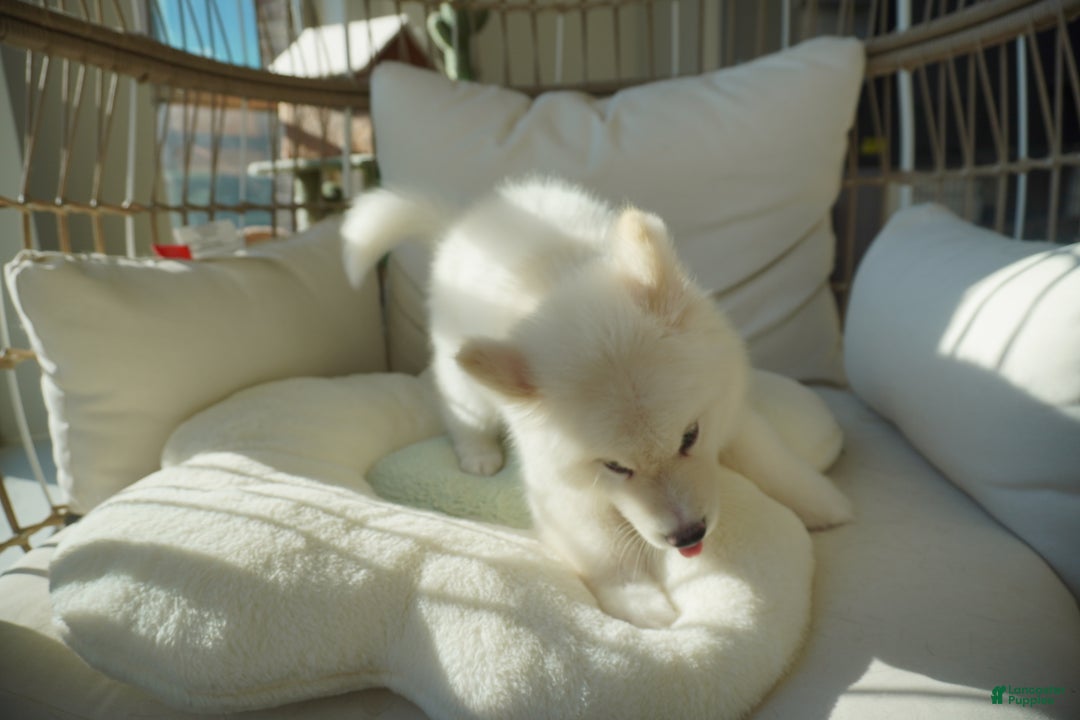 Alaskan Malamute dogs for sale: Xiao Lan - Ad 6