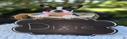 Boston Terrier dogs for sale: Dixie - Ad 7