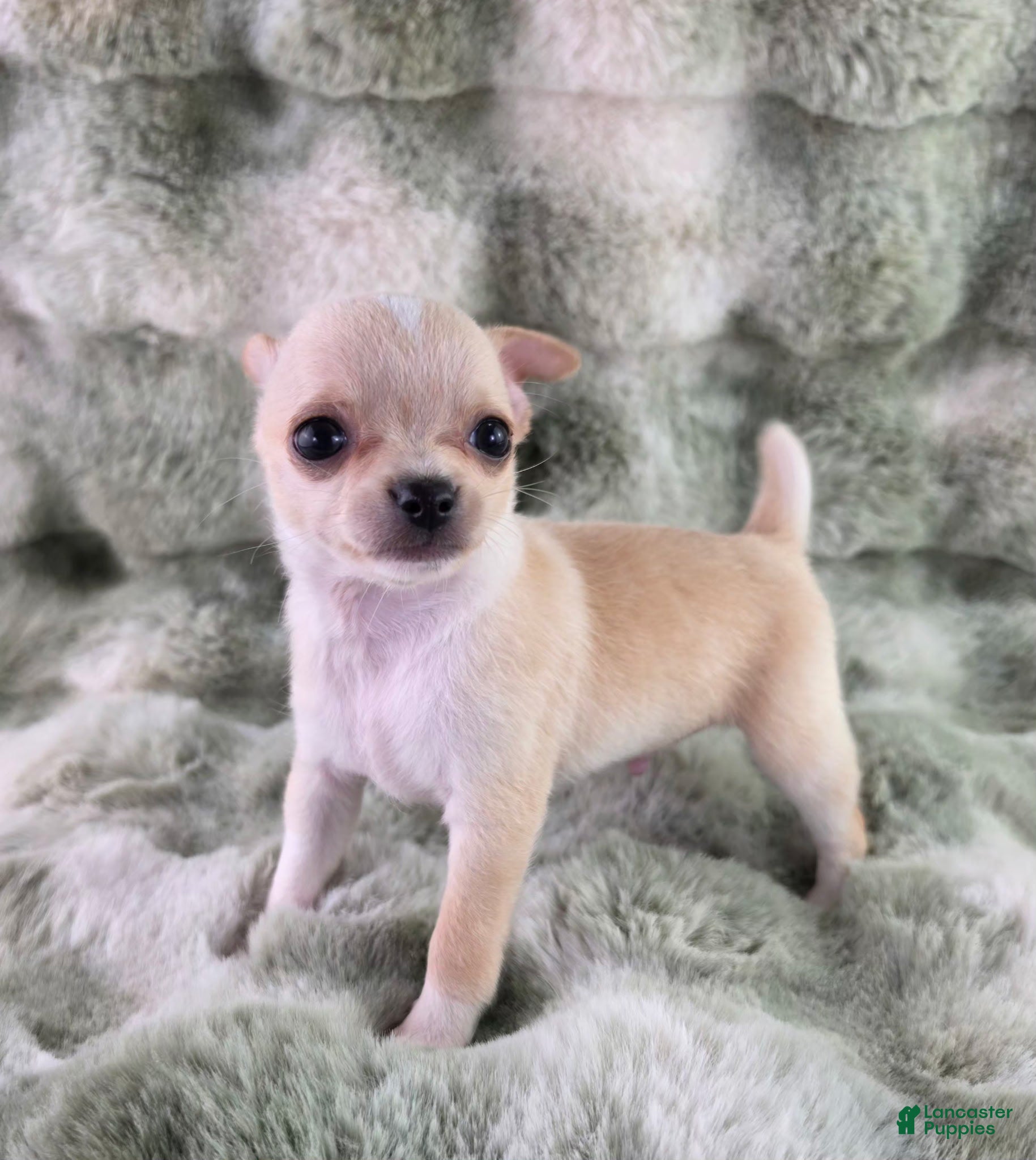 Chihuahua dogs AKC Russell  - Ad 2
