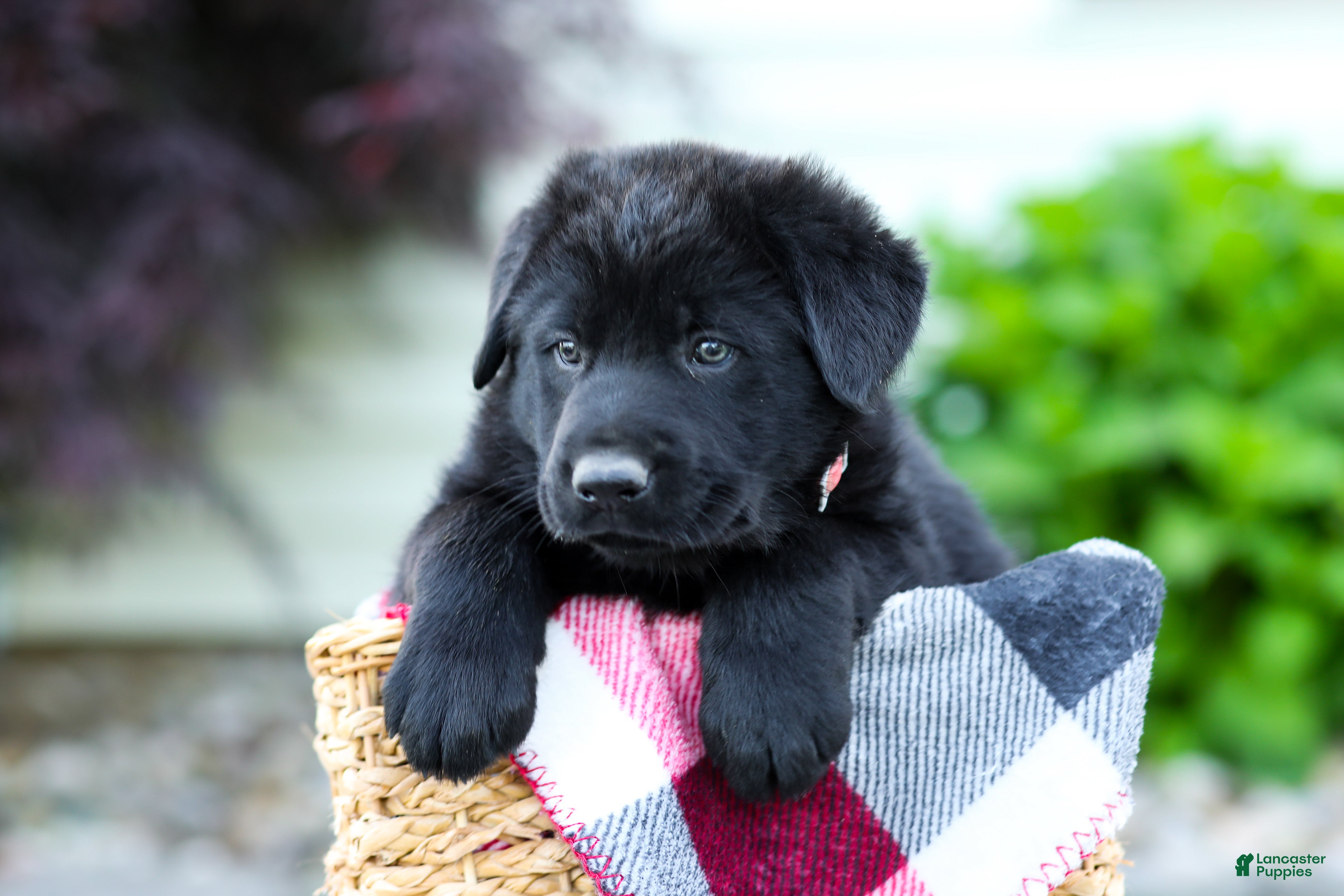 Sheprador dogs Bear - Ad 2